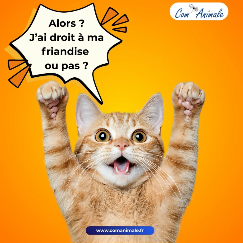 photomontage d'un chat roux heureux