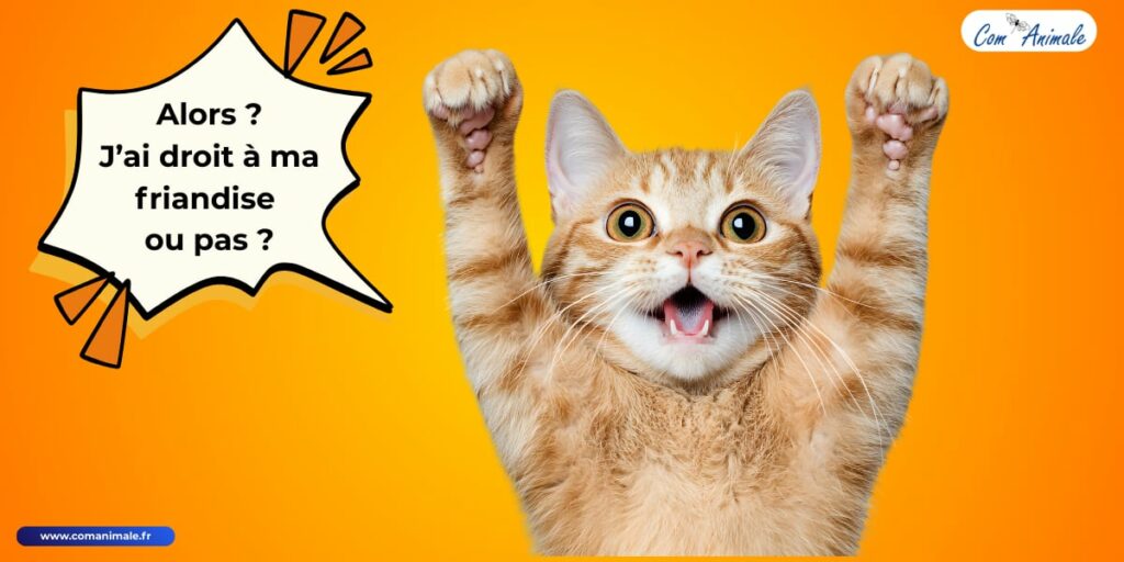 photo montage d'un chat roux heureux