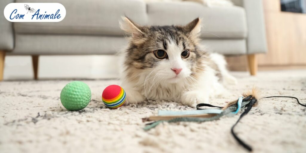photo d'un chat avec des jouets