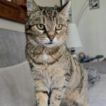 Une chatte tigrée marron