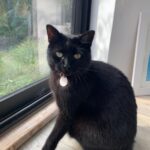 Une chatte noire au yeux vert