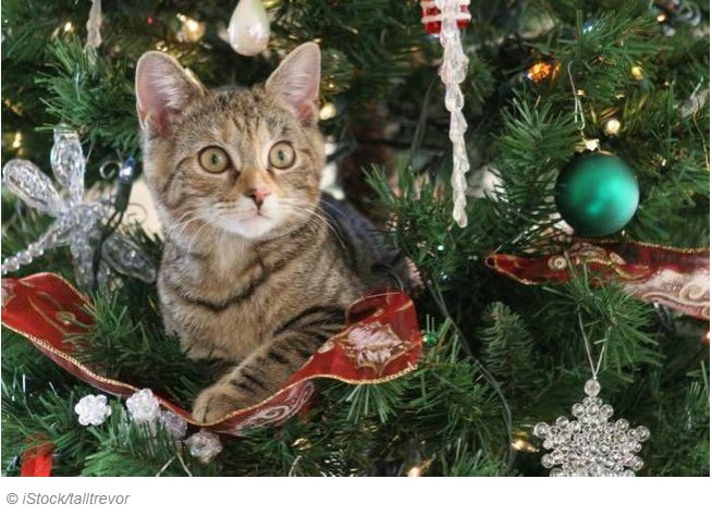 un chat tigré marron qui attaque le sapin