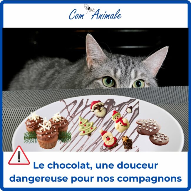 chien et chat devant du chocolat photo carré photo d'un chat derrière une assiette remplie de choclat