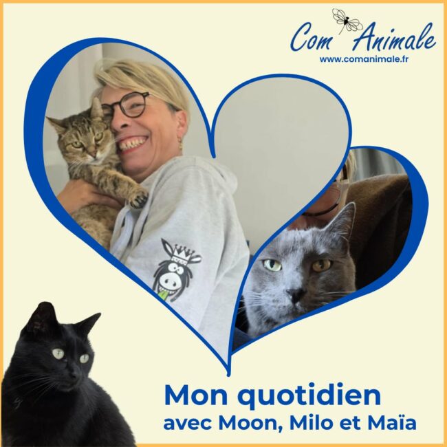 mon quotidien avec mes chats