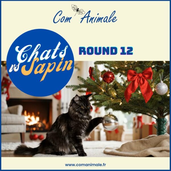 chat qui attaque le sapin photo carrée photomontage d'un chat devant le sapin de noel