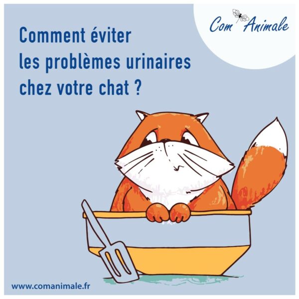 problème urinaire du chat illustration d'un chat roux dans sa litière
