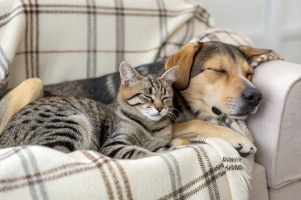 photo d'un chat et d'un chien sur un plaid