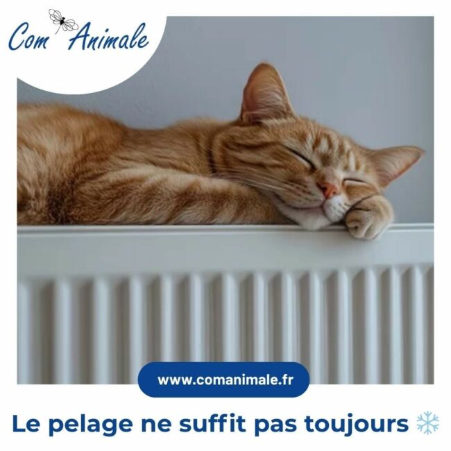 photo d'un chat roux qui dort sur une radiateur