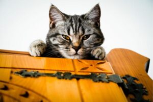 photo d'un chat tigré sur un meuble