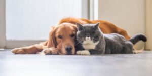 un chat contre un chien qui s'ennuie