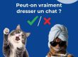 photo de deux chats