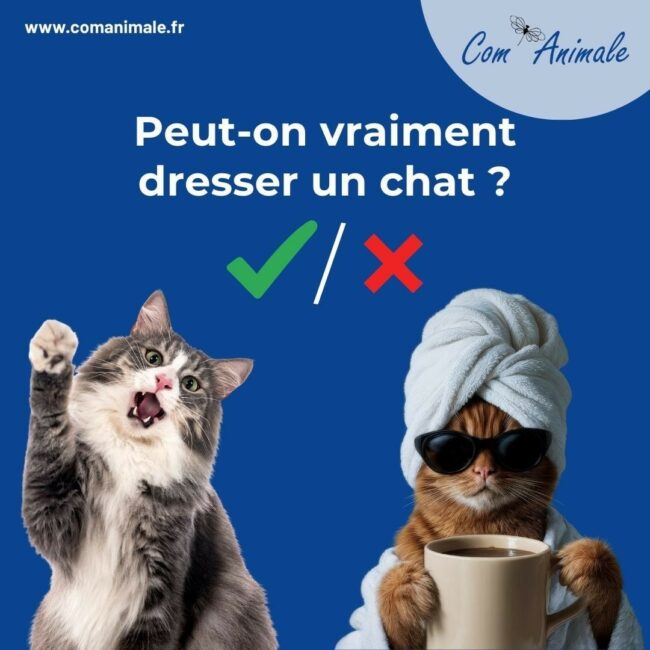 photo de deux chats