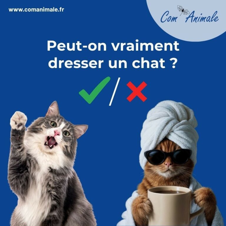 peut-on dresser un chat photo de deux chats
