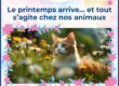 photomontage d'un chat roux au milieu de fleurs de printemps