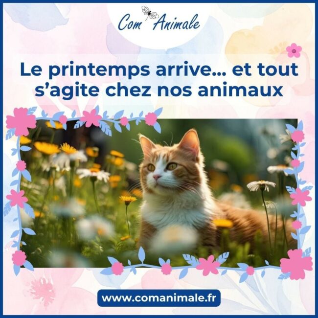 changement de comportement chat et chien photomontage d'un chat roux au milieu de fleurs de printemps