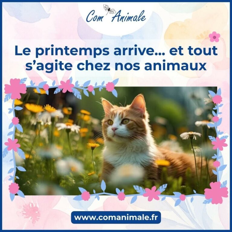 photomontage d'un chat roux au milieu de fleurs de printemps