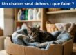 photo d'un chaton tigré marron dans une boîte en carton