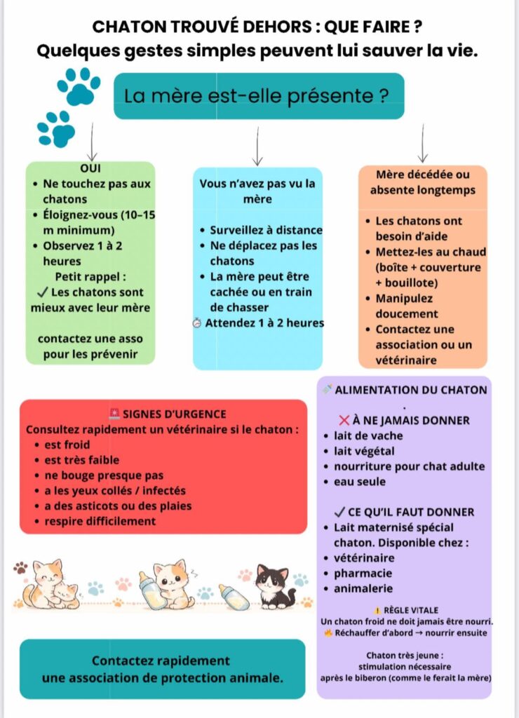 explication de quoi faire si on trouve un chaton