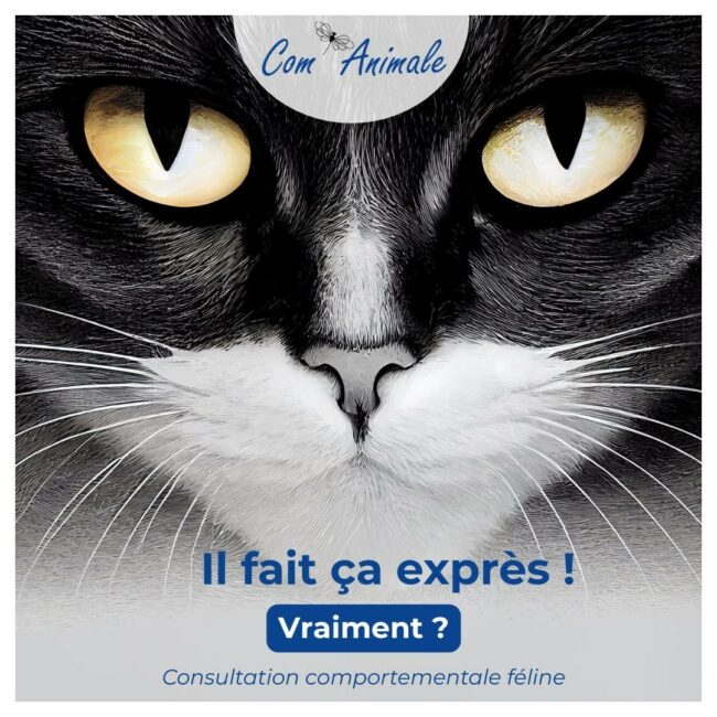 consultation comportement chat photomontage d'un chat noir et blanc avec un titre consultation comportementale féline