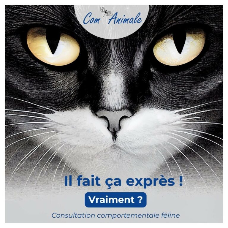 consultation comportement chat photomontage d'un chat noir et blanc avec un titre consultation comportementale féline