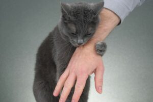 photo d'un chat dans les bras d'un humain