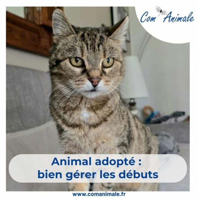 photo d'un chat tigré marron