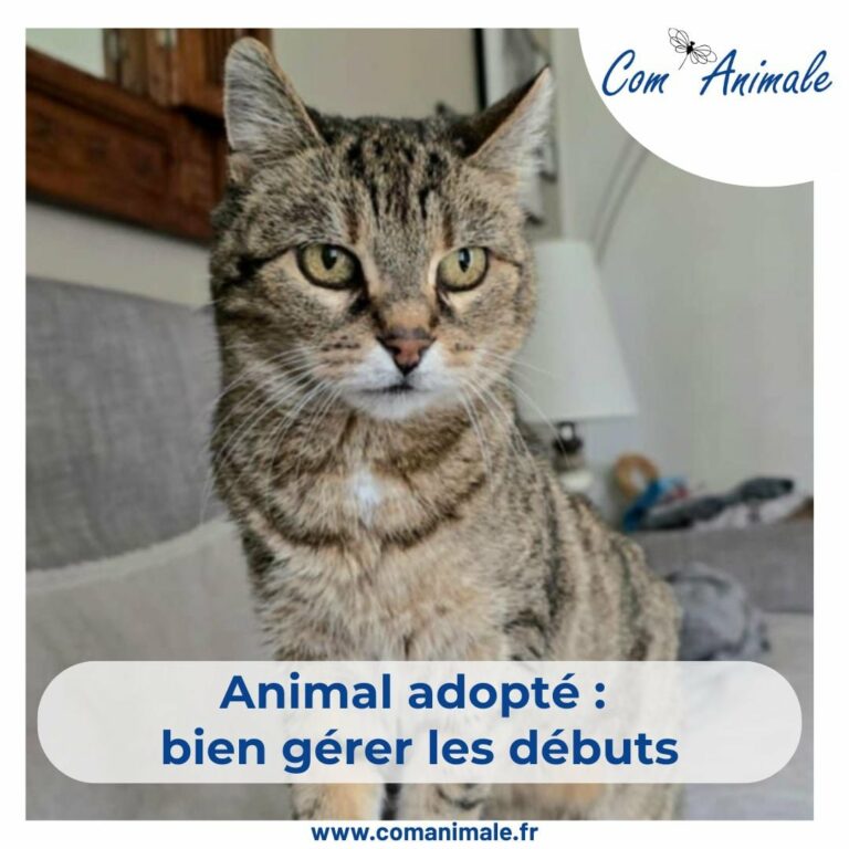 photo d'un chat tigré marron