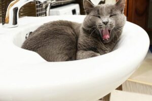 photo d'un chat gris dans un lavabo qui tire la langue
