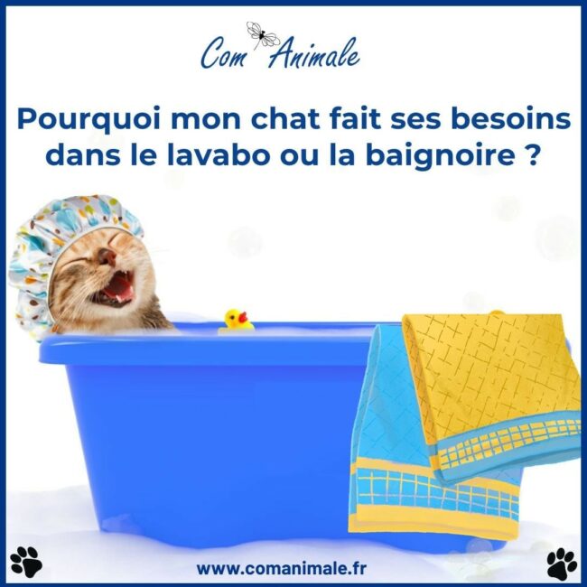 illustration d'un chat roux dans une baignoire