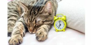 routine des chats et des chiens