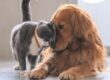 cohabitation d'un chien avec un chat