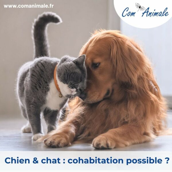 cohabitation d'un chien avec un chat