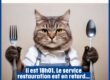 photomontage d'un chat à l'heure du repas