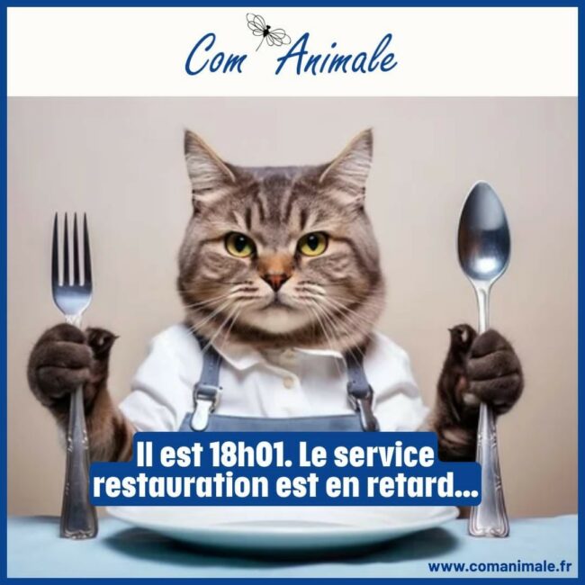 photomontage d'un chat à l'heure du repas
