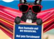 photo d'un chat qui part en vacances
