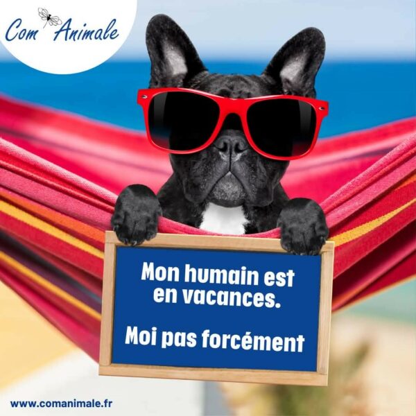 photo d'un chat qui part en vacances