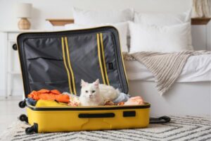 photo d'un chat blanc dans une valise pour un départ en vacances