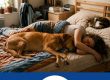 photomontage d'un chien et d'un chat qui dorment dans le lit avec leur humaine