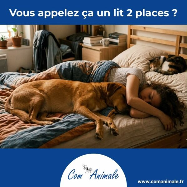 photomontage d'un chien et d'un chat qui dorment dans le lit avec leur humaine