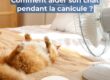 photo montage d'un chat qui a très chaud