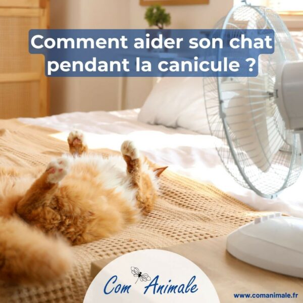photo montage d'un chat qui a très chaud