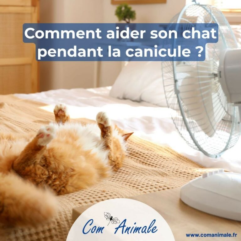 canicule chat photo montage d'un chat qui a très chaud