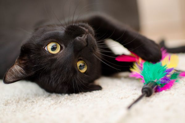 photo d'un chat noir qui joue