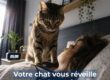 photomontage d'un chat tigré qui est sur son humain qui dort