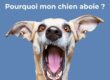 photo d'un chien qui aboie