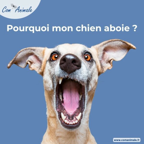 photo d'un chien qui aboie