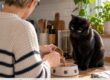 photomontage d'un humain qui prend soin de son chat