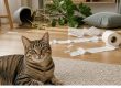 un chat qui s'ennuie
