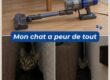 chat peureux
