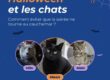 Halloween et les chats